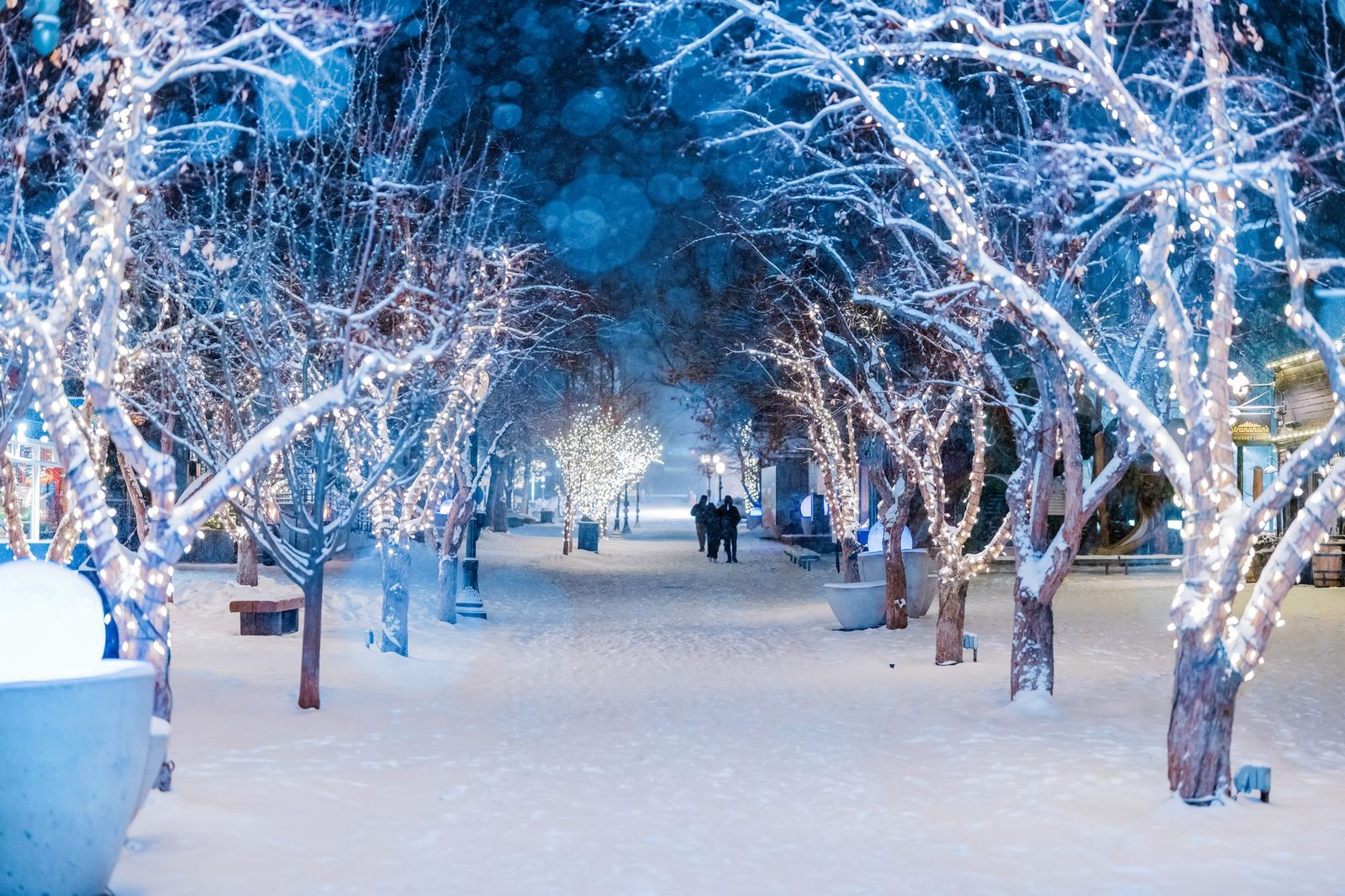 Paseo de Aspen con los alamos cubiertos de luces en invierno